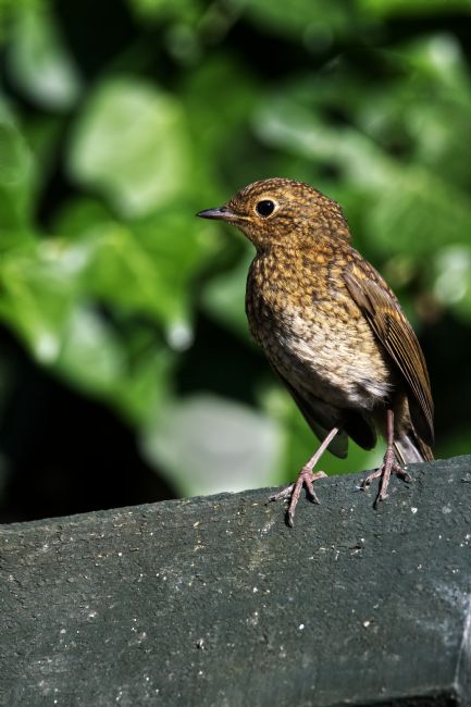 Chris Day | Juvenile Robin