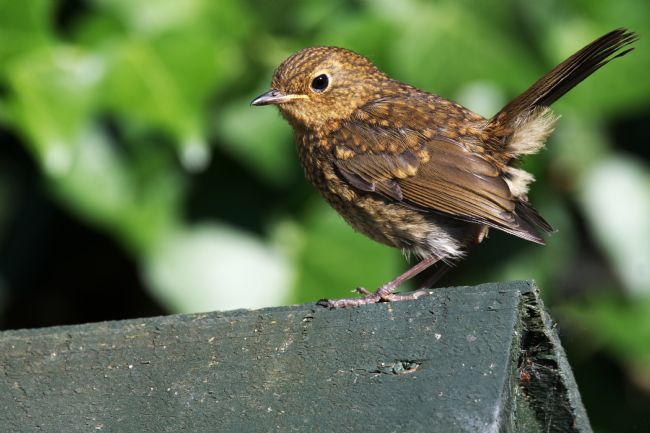 Chris Day | Juvenile Robin