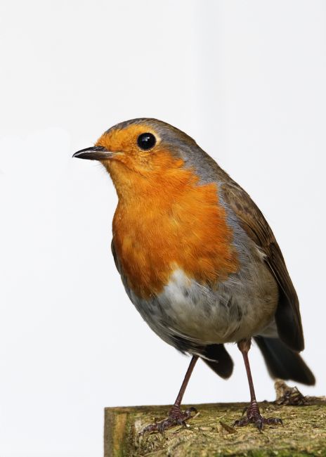 Chris Day | Robin