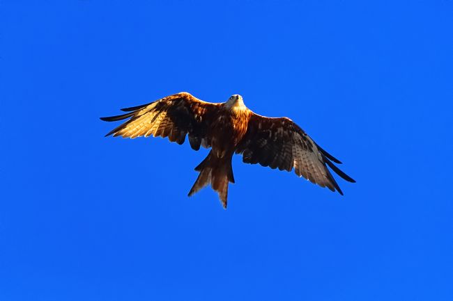 Chris Day | Red Kite