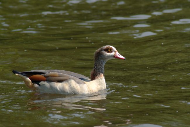 Chris Day | Greylag Geese