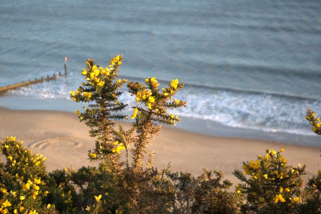Chris Day | Gorse by the sea