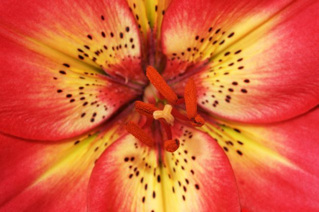 Chris Day | Arsenal Lily