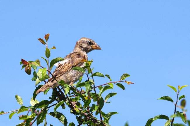 Chris Day | Female House Sparrow