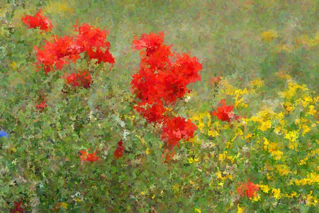 Chris Day | Impressionist Poppies