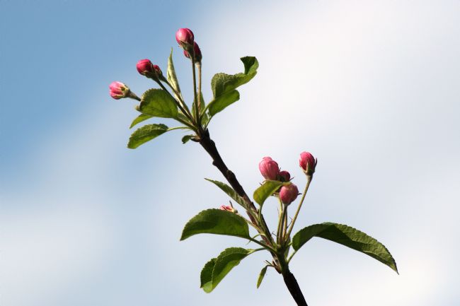 Chris Day | Apple Blossom
