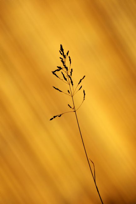 Chris Day | Grass Silhouette