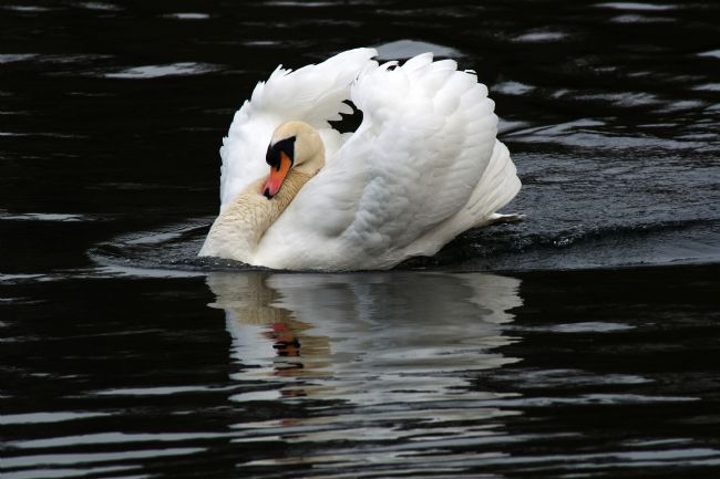 Chris Day | A mute swan 