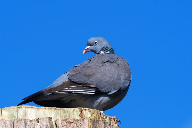 Chris Day | Wood Pigeon