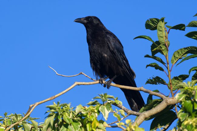 Chris Day | Caw said the Crow