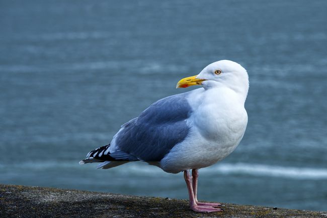 Chris Day | Herring Gull