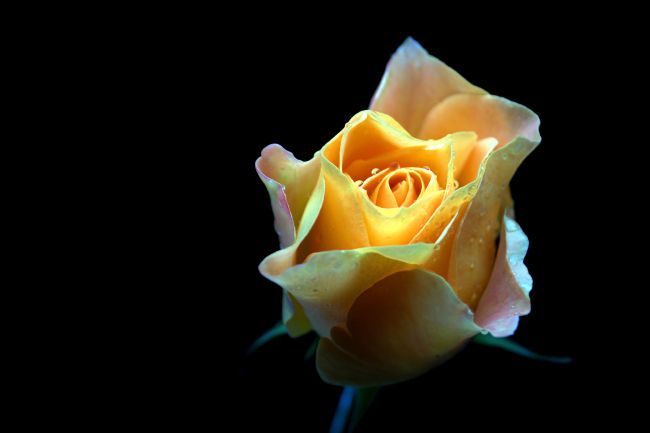 Chris Day | Yellow Rose