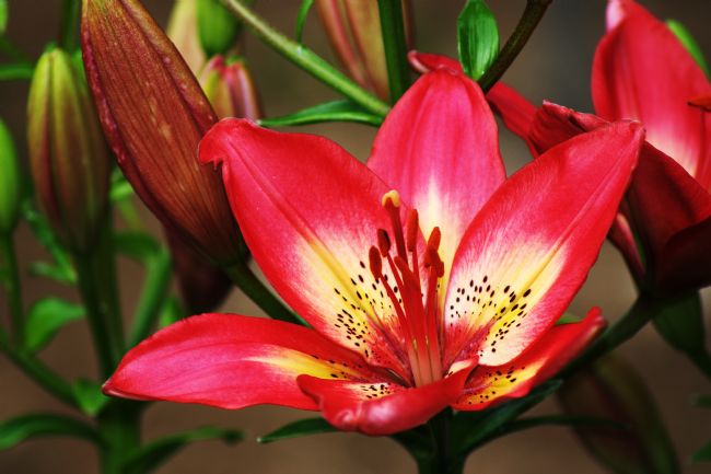 Chris Day | Arsenal Lily