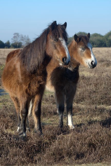 Chris Day | New Forest Ponies