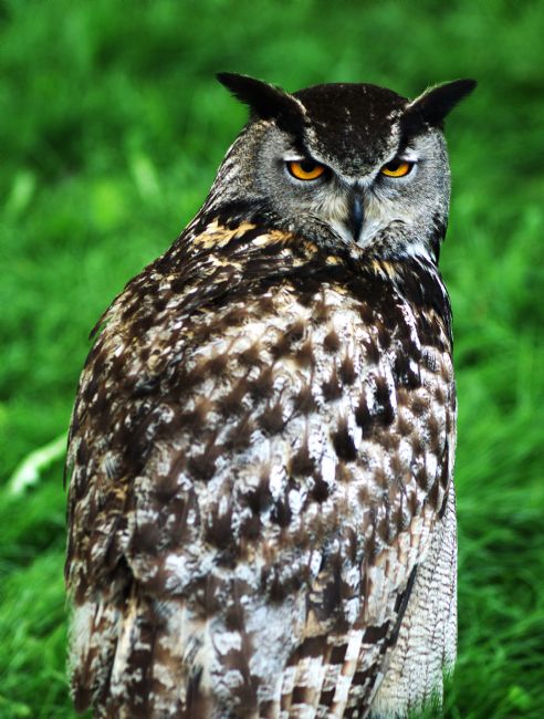 Chris Day | Eagle Owl
