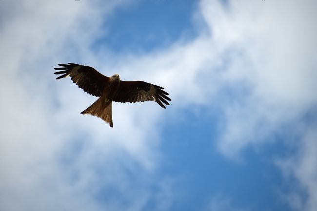 Chris Day | Red Kite