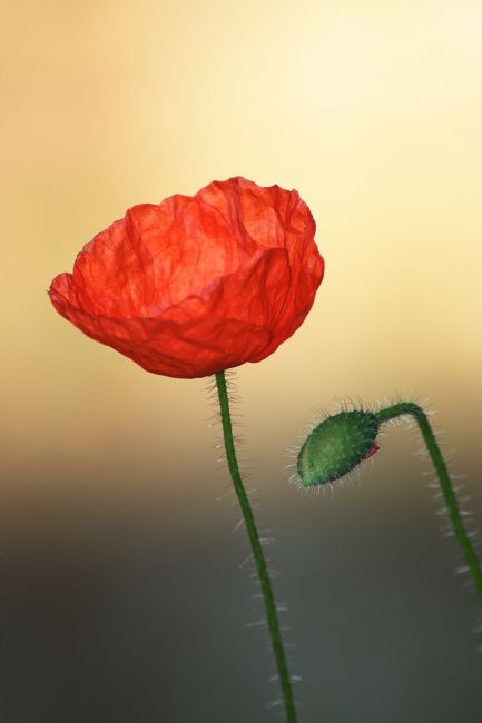 Chris Day | Poppy