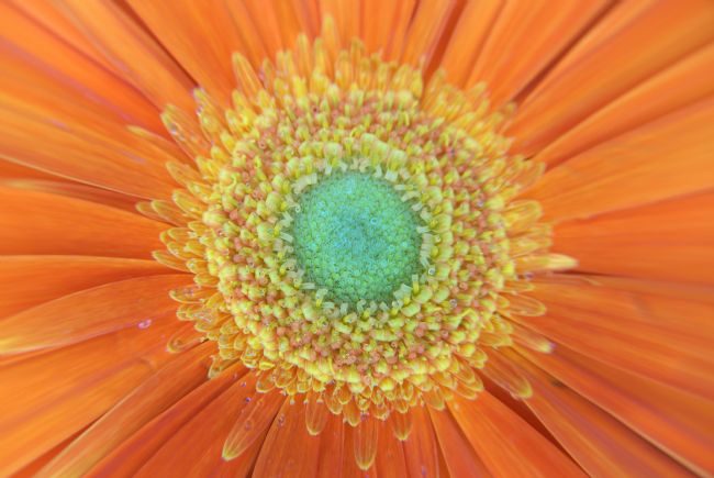 Chris Day | Gerbera