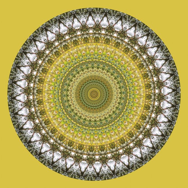 Chris Day | Woodland Path Abstract