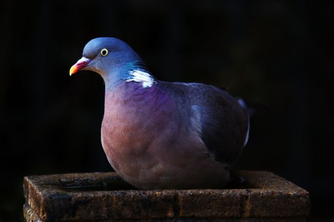 Chris Day | Woodpigeon
