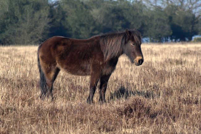 Chris Day | New Forest Pony