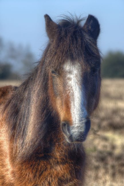 Chris Day | New Forest Pony