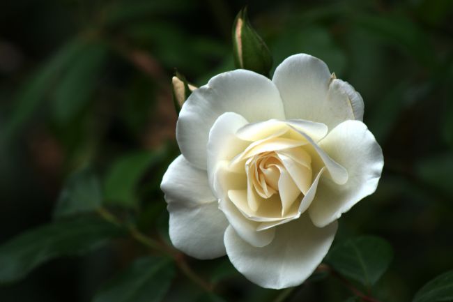 Chris Day | White Rose