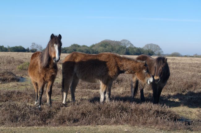 Chris Day | New Forest Ponies