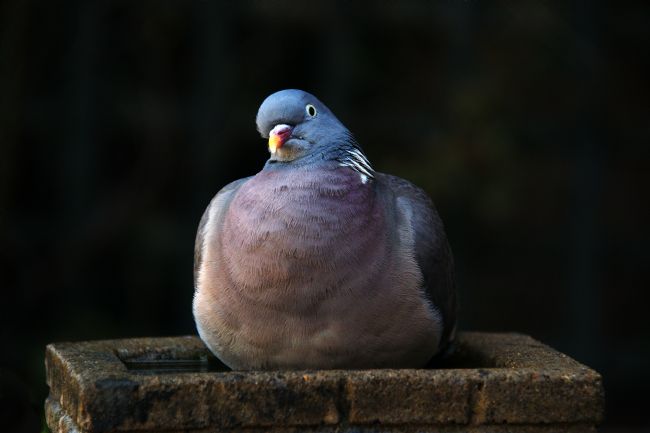 Chris Day | Woodpigeon