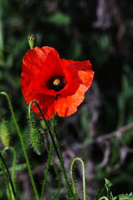 Chris Day | The Poppy Story