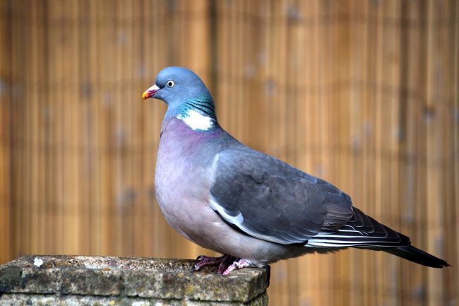 Chris Day | Woodpigeon
