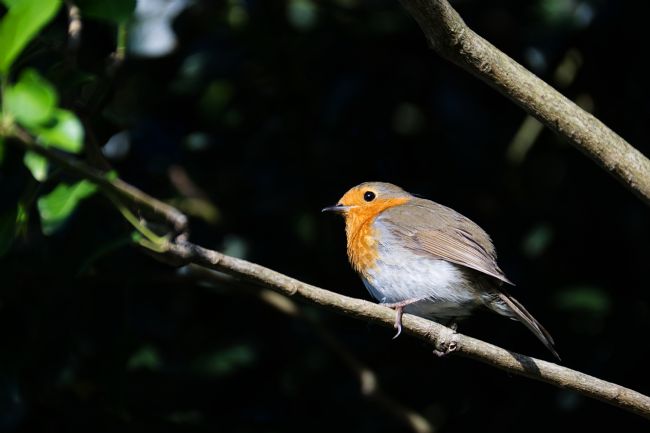 Chris Day | Robin