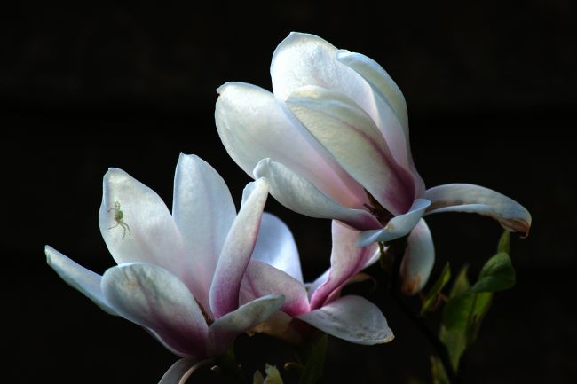 Chris Day | Magnolia and House Guest