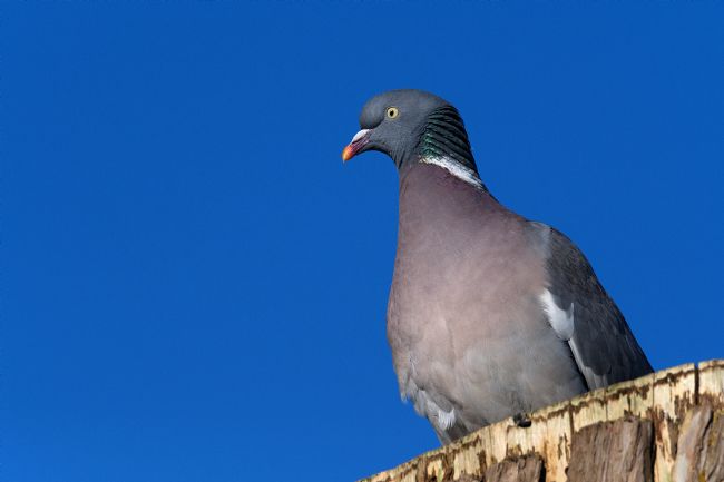Chris Day | Woodpigeon