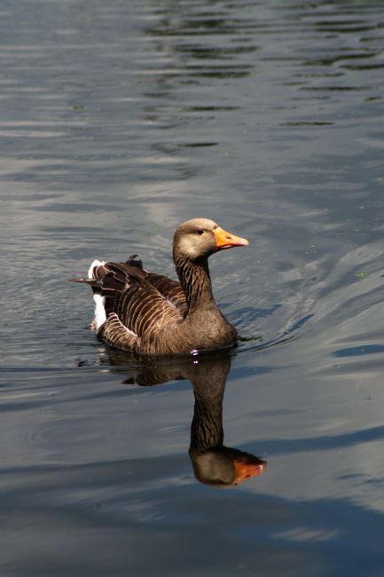 Chris Day | Greylag Goose