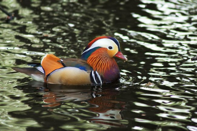 Chris Day | Mandarin Duck
