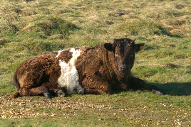 Chris Day | Galloway Shetland cross cow