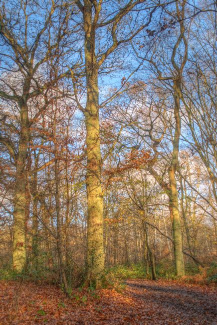 Chris Day | Ruislip Lido 