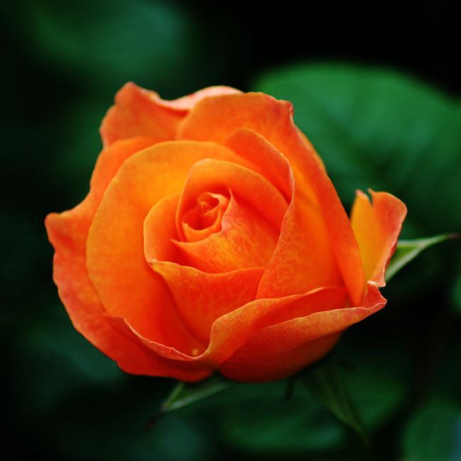 Chris Day | Orange Rose