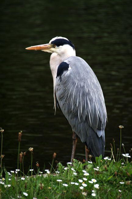 Chris Day | Grey Heron