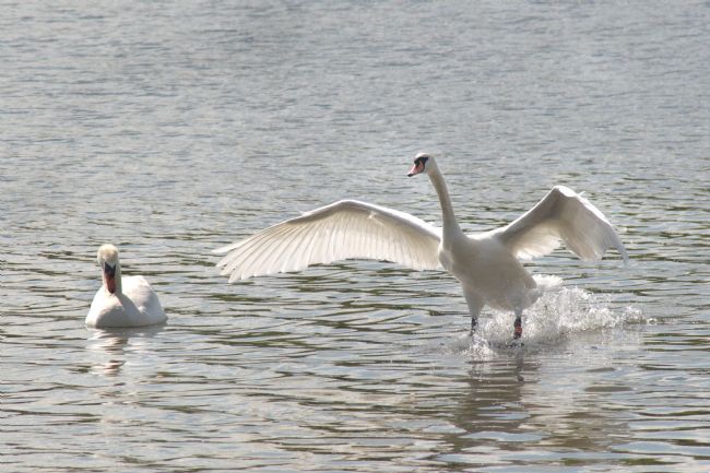 Chris Day | Mute Swan
