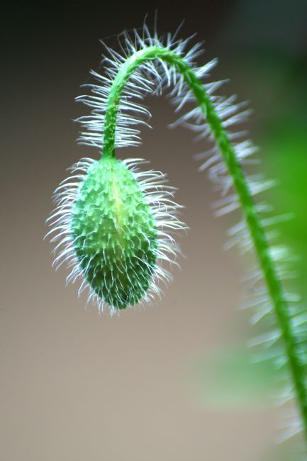 Chris Day | Poppy Bud