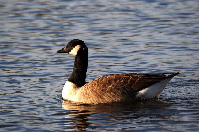 Chris Day | Canada Goose