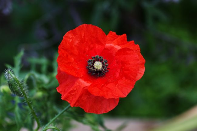 Chris Day | Red Poppy