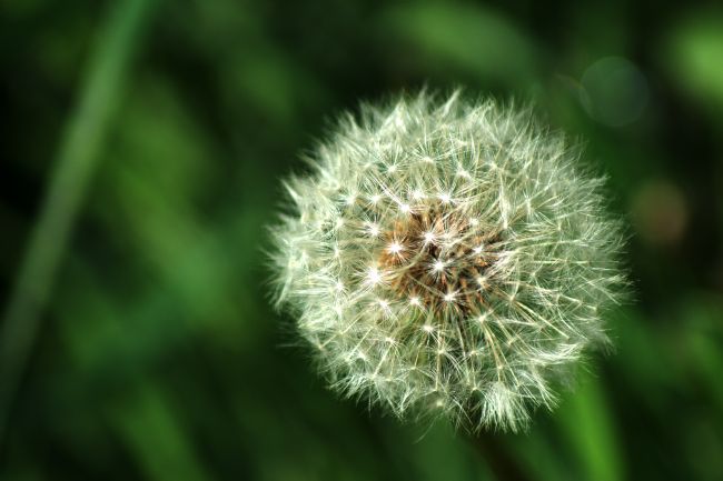 Chris Day | Dandelion Seed Head