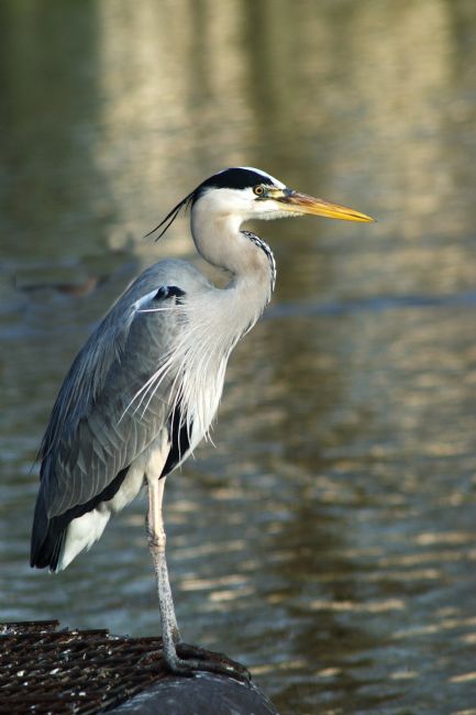 Chris Day | Grey Heron