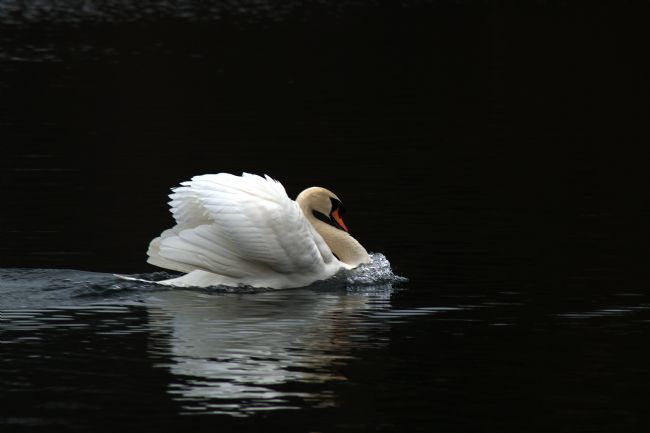 Chris Day | Mute Swan