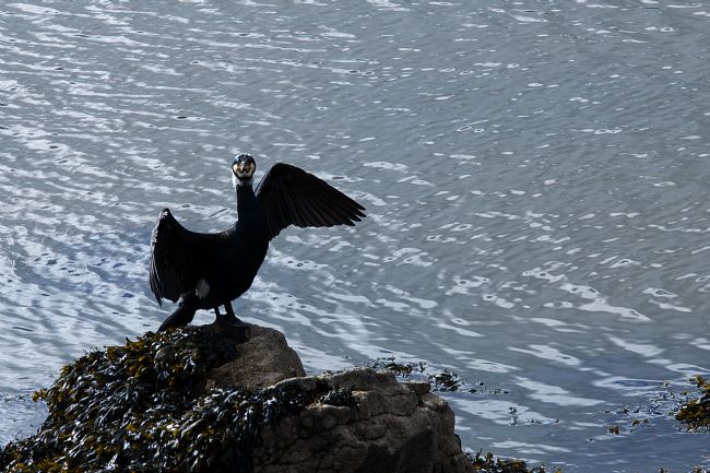 Chris Day | A Posing Cormorant