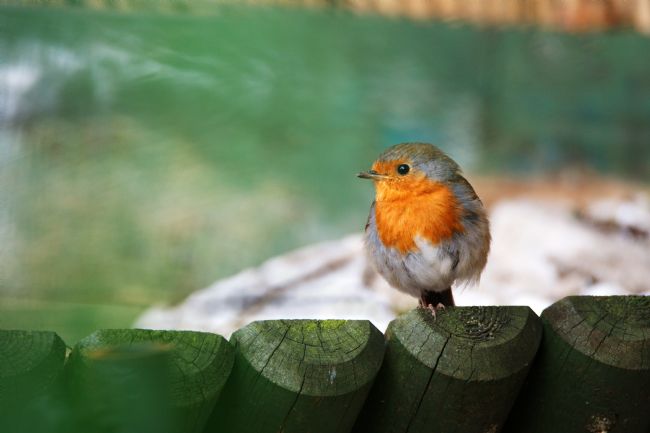 Chris Day | Young Robin Redbreast