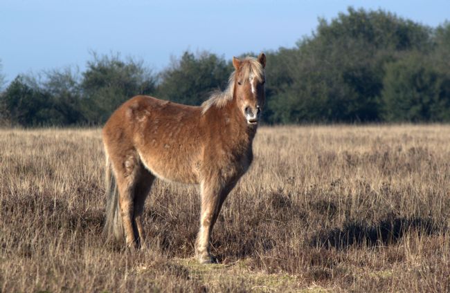 Chris Day | New Forest Pony